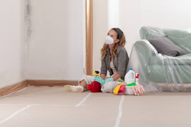 Reliable Mold Removal contractor in River Grove, IL by WQB Mold Removal